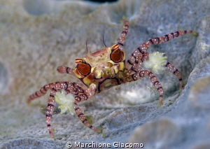 Box crab
Lembeh strait. Indonesia.
Nikon D800E , 105 ma... by Marchione Giacomo 